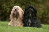 LHASSA APSO 172